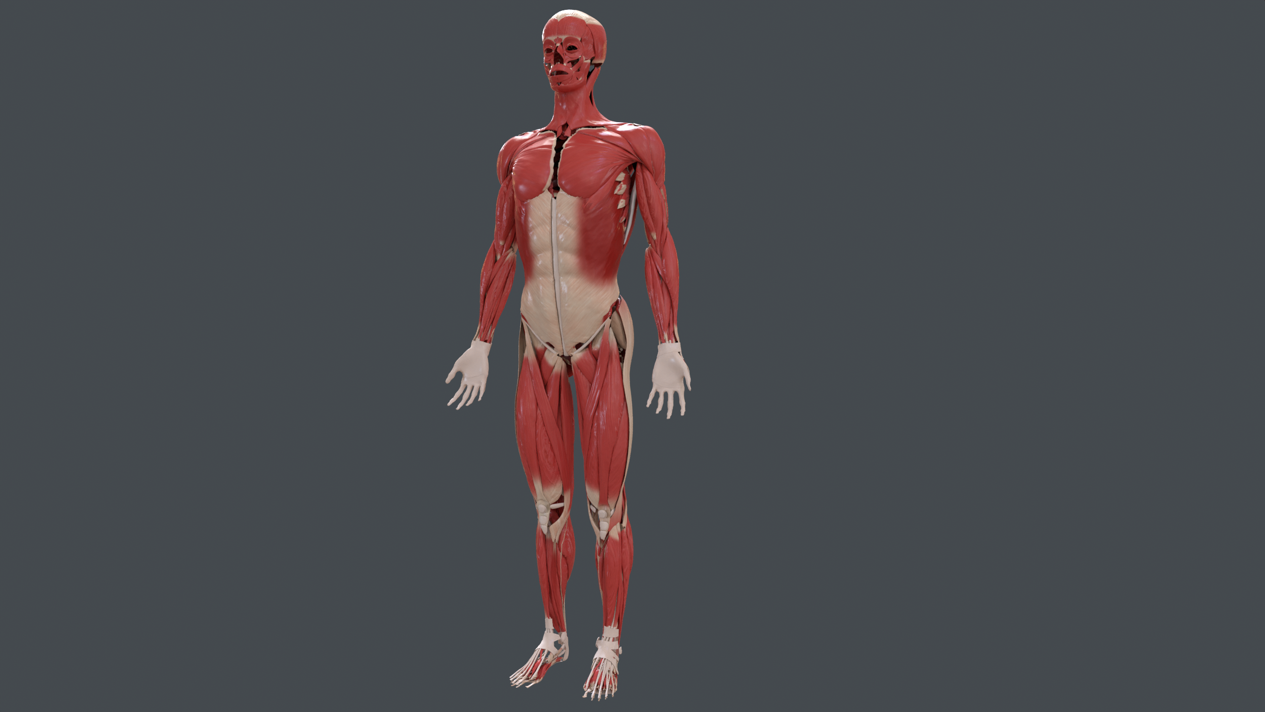 ../../_images/vapps_muscular.png