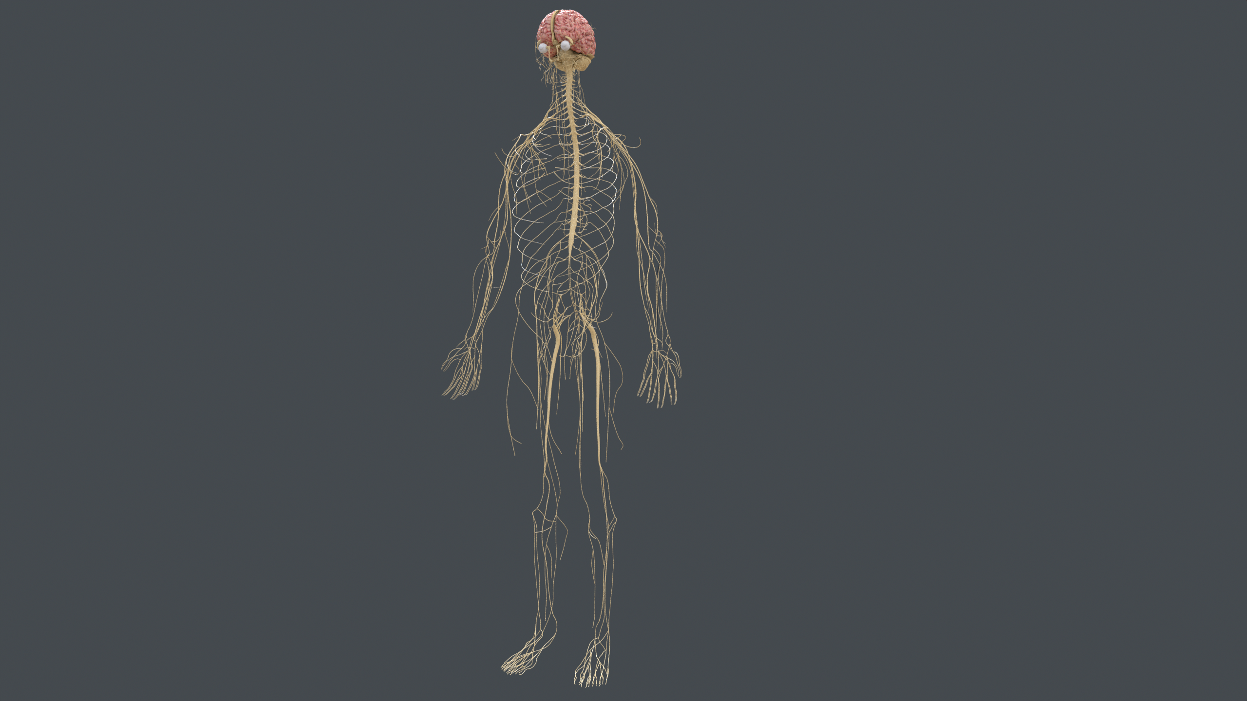 ../../_images/vapps_nervous.png